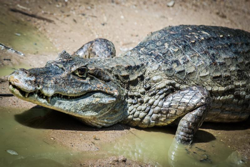 Primer Plano de un Caiman, Zooparque de los Caiman...