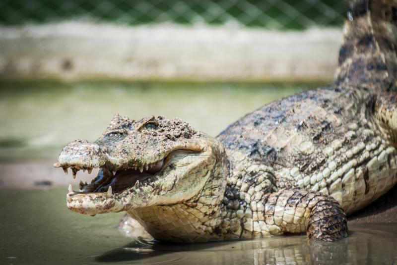 Primer Plano de un Caiman, Zooparque de los Caiman...