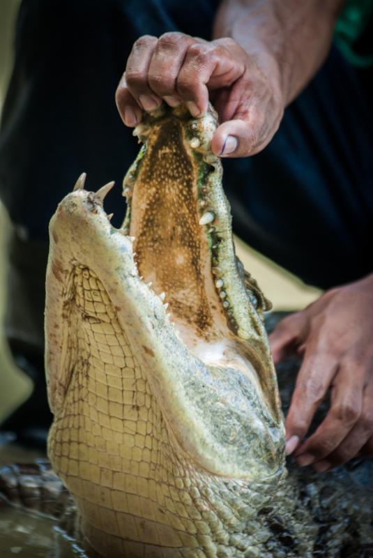 Primer Plano de un Caiman, Zooparque de los Caiman...