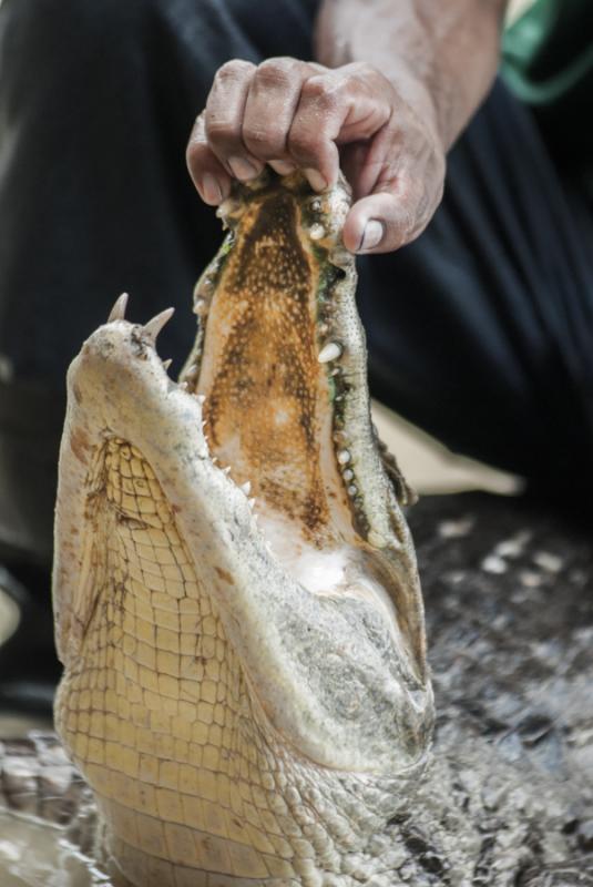 Primer Plano de un Caiman, Zooparque de los Caiman...