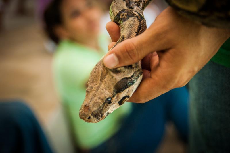 Primer Plano de una Serpiente, Zooparque de los Ca...