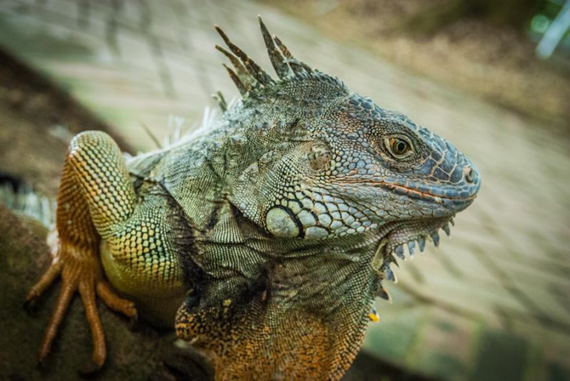 Primer Plano de una Iguana, Zooparque de los Caima...