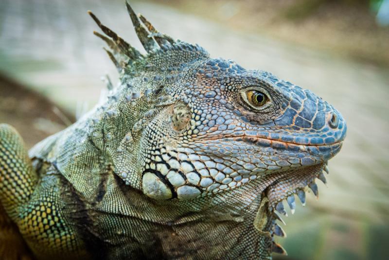 Primer Plano de una Iguana, Zooparque de los Caima...