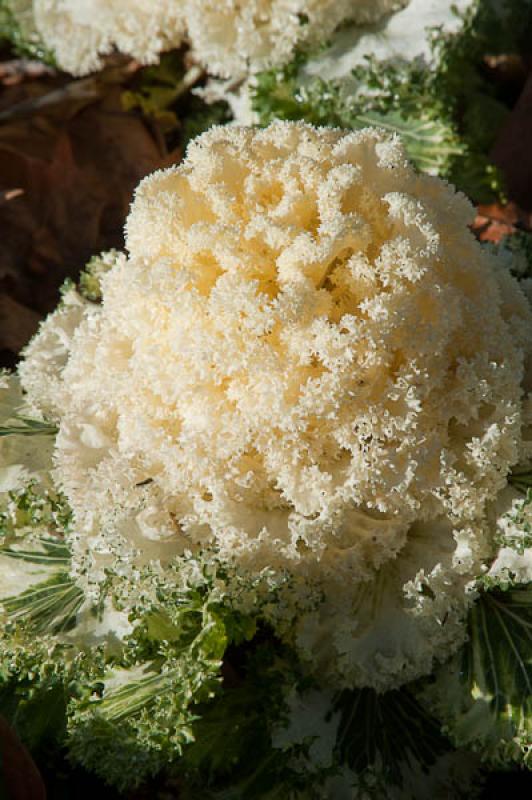 Detalle de una Flor