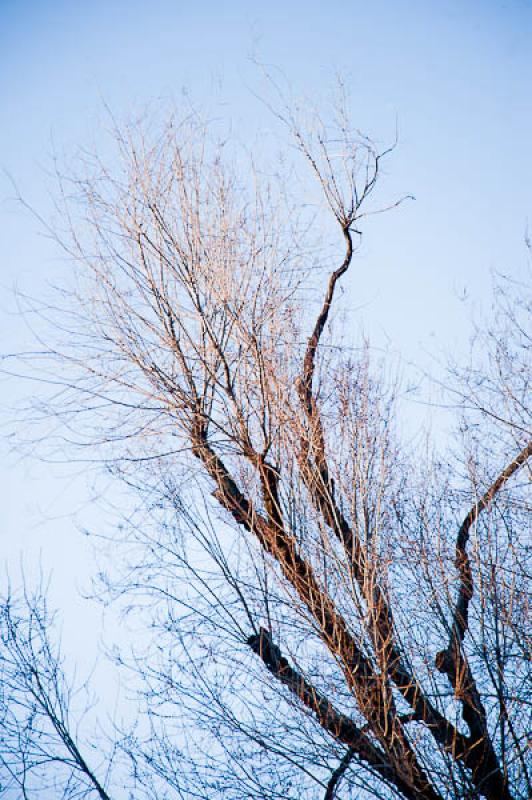 Ramas de un Arbol