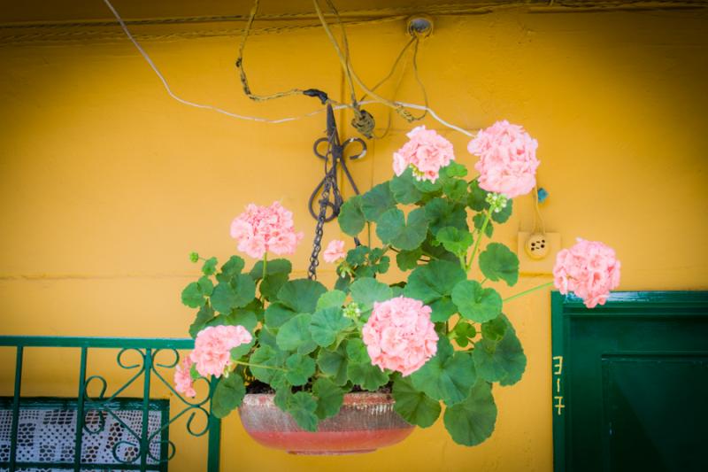 Macetas con Hortensias, Andes, Antioquia, Colombia