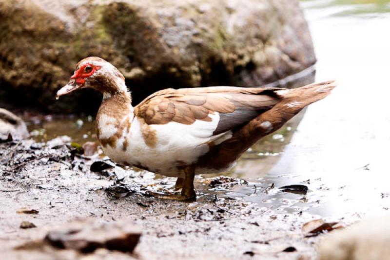 Cairina moschata