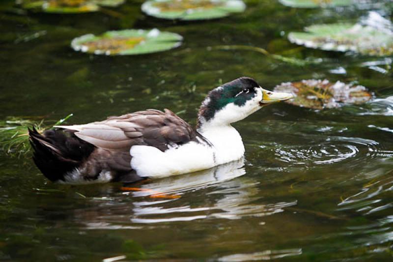 Cairina moschata