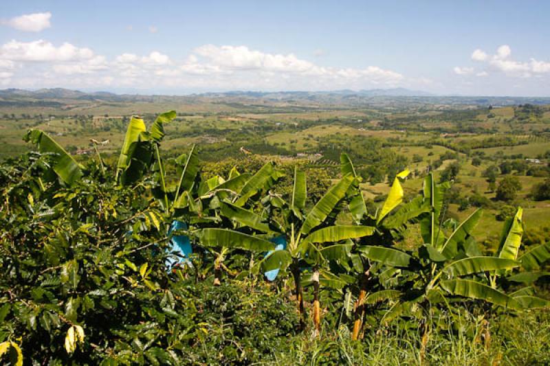 Cultivos en Caicedonia, Valle del Cauca, Colombia