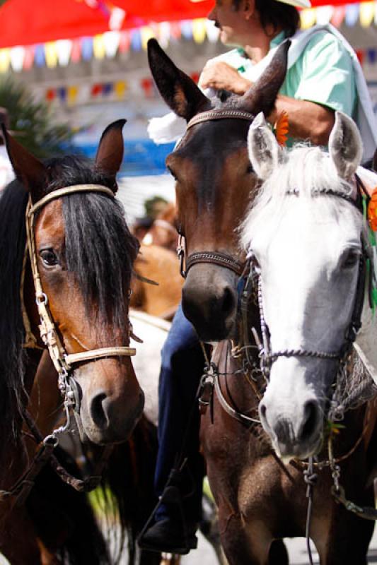 Cabalgata de las Flores, Feria de las Flores, Mede...