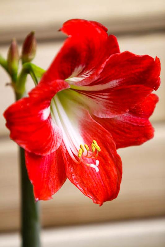 Hippeastrum vittatum