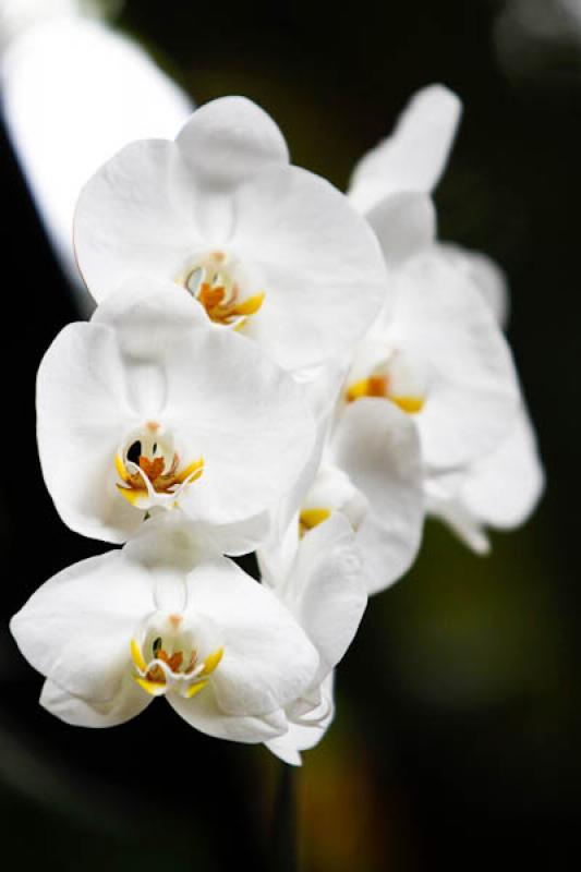 Phalaenopsis Philippinense