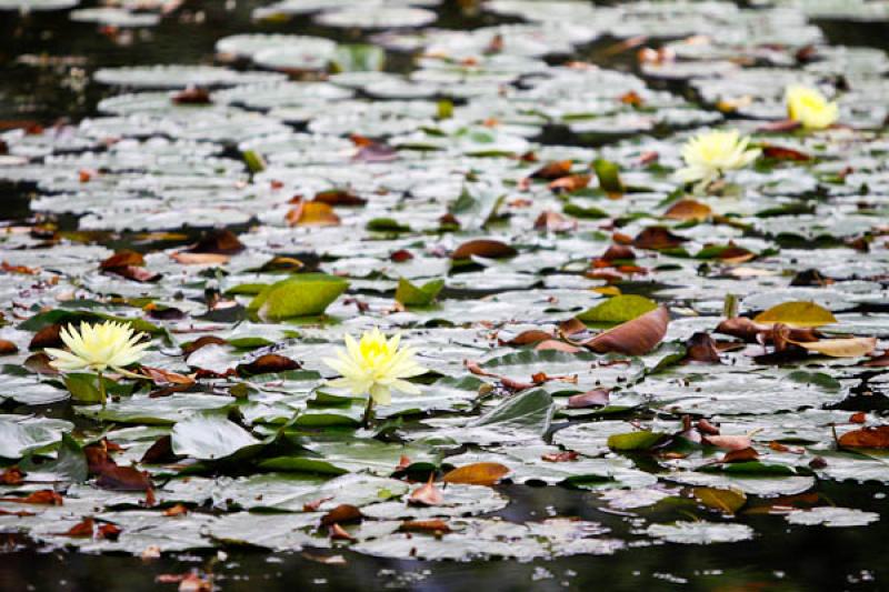 Nymphaea Hybrid