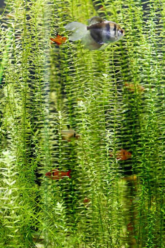 Peces en el Acuario