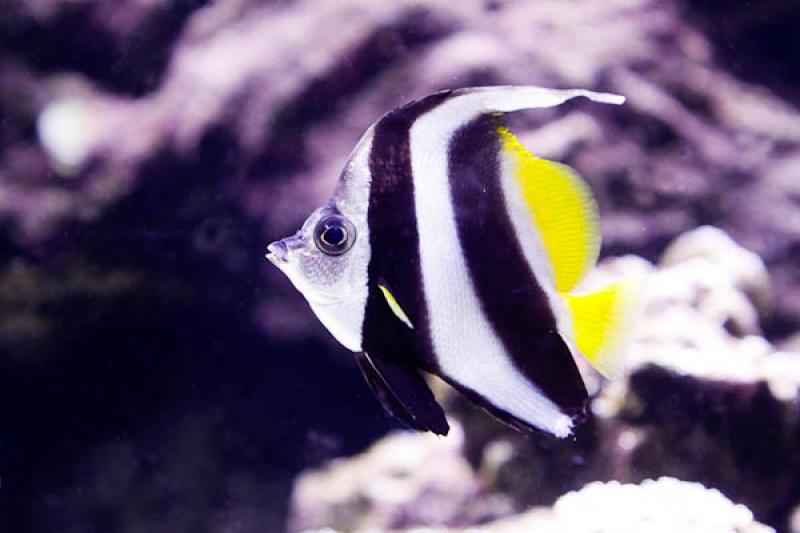 Angelfish