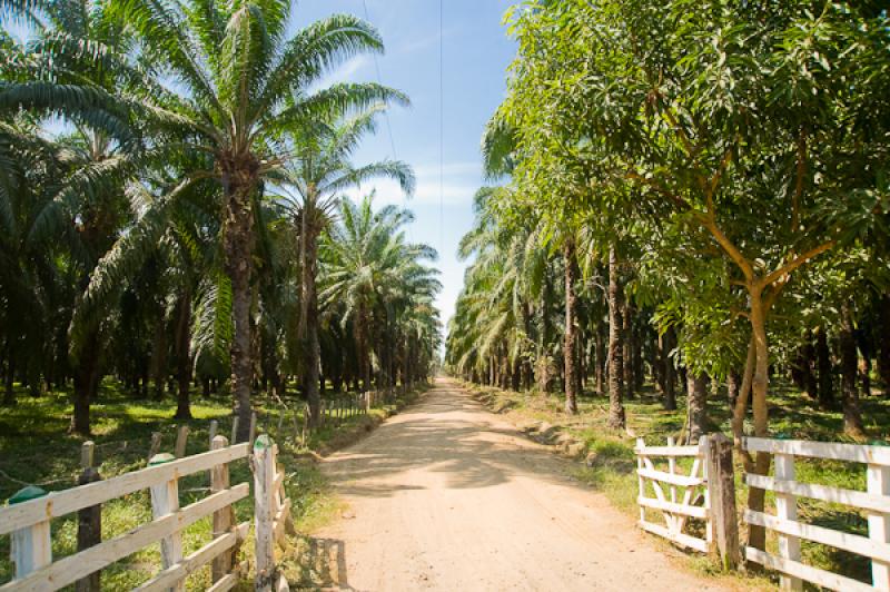 Cultivo de Palma Africana, Santa Marta, Magdalena,...