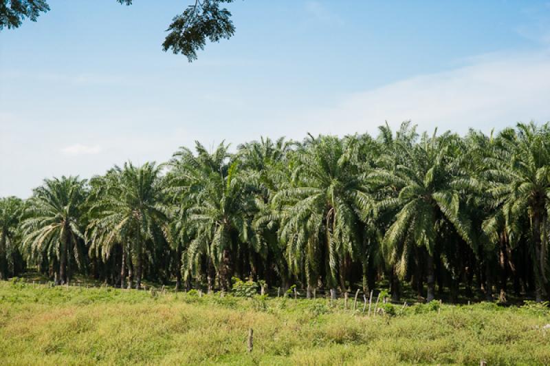 Cultivo de Palma Africana, Santa Marta, Magdalena,...