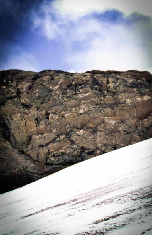 Planta en el Parque de Nacional de los Nevados, Ca...