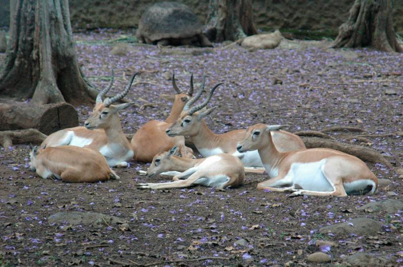 Primer Plano de unos Antilopes, Zoologico de Cali,...