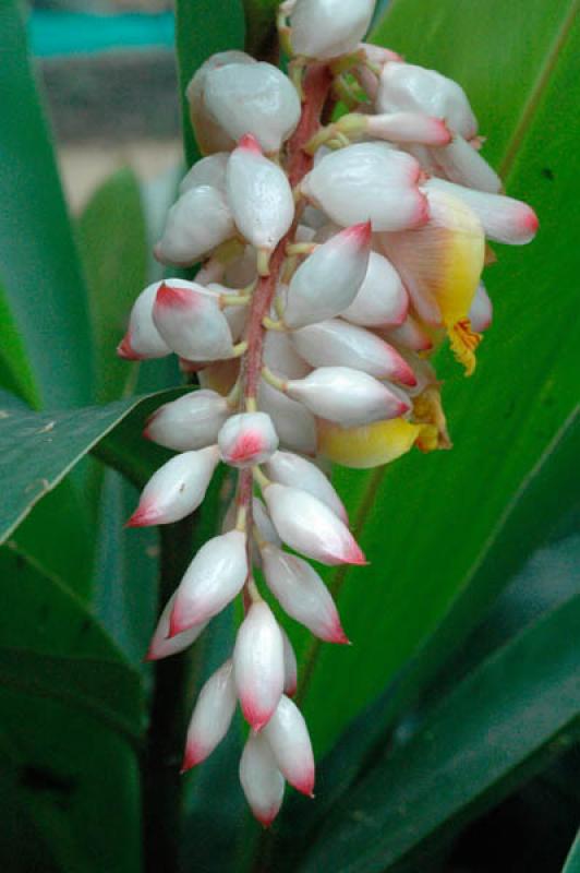 Capullos de una Flor, Cali, Valle del Cauca, Colom...