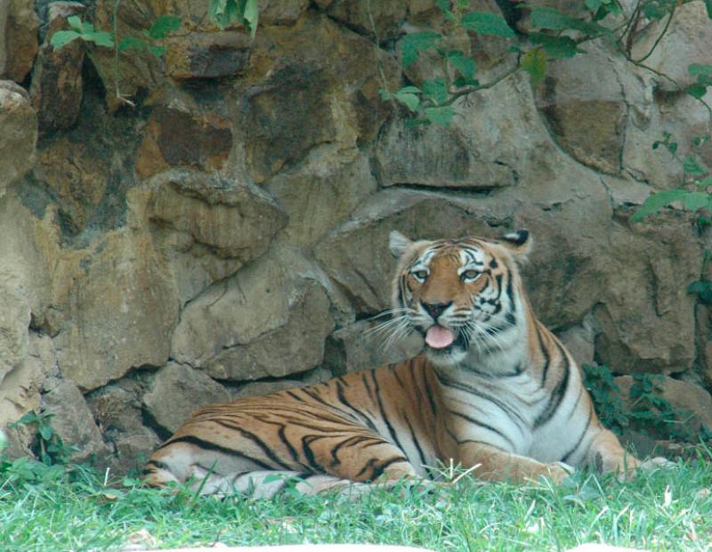 Primer Plano de un Tigre, Zoologico de Cali, Valle...