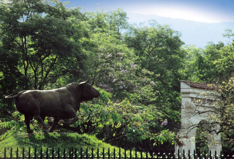 Toro Cañaveralejo, Cali, Valle del Cauca, Colombi...