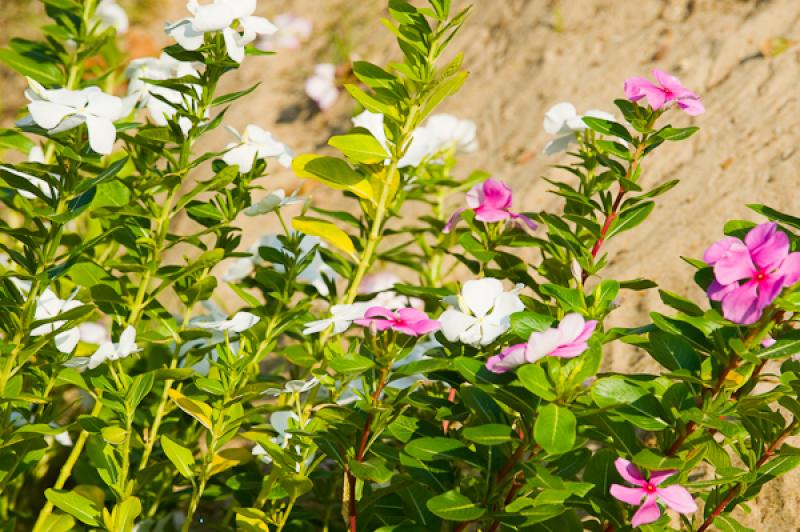 Catharanthus roseus