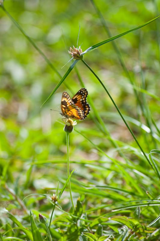 Mariposa en el Campo, Tarso, Suroeste AntioqueÃ±...