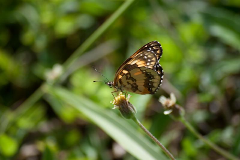 Mariposa en el Campo, Tarso, Suroeste AntioqueÃ±...