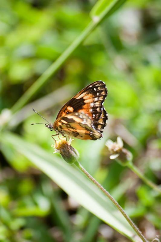 Mariposa en el Campo, Tarso, Suroeste AntioqueÃ±...