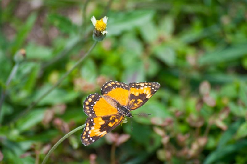 Mariposa en el Campo, Tarso, Suroeste AntioqueÃ±...