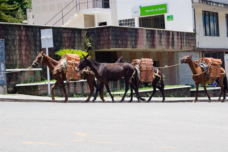 Animales de Carga, Cisneros, Nordeste AntioqueÃ±...