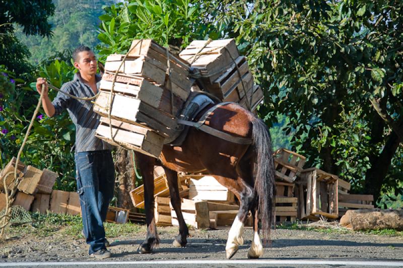 Campesino Trabajando, Eje Cafetero, Quindio, Armen...