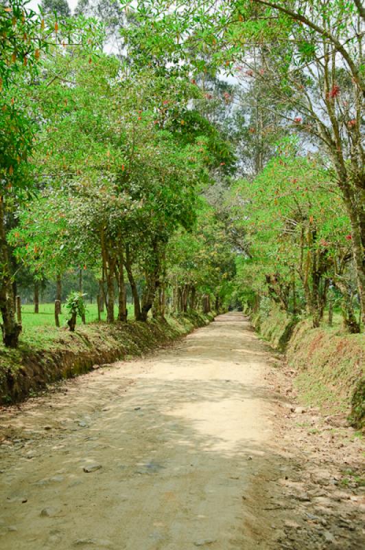 Camino en el Campo