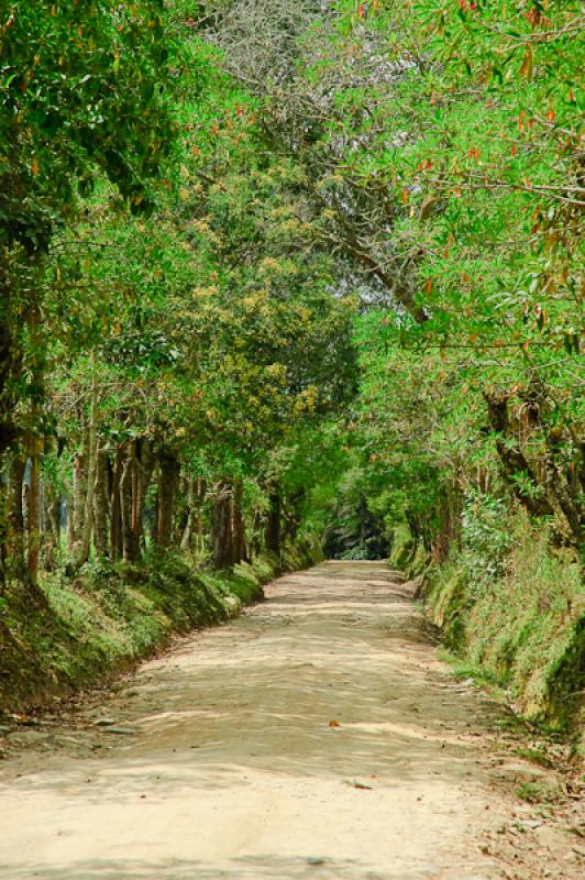 Camino en el Campo