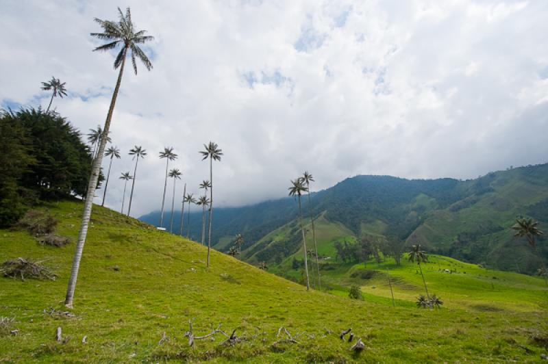 Valle del Cocora, Salento, Quindio, Armenia, Colom...