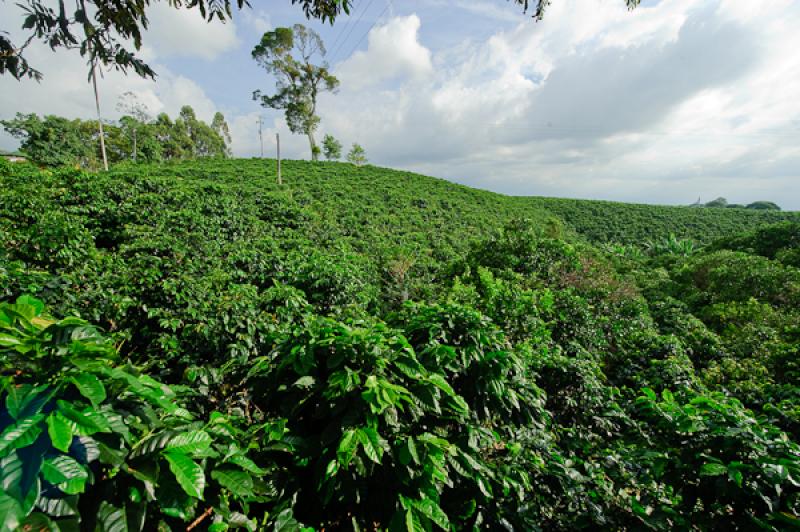 Cultivos de Cafe, Eje Cafetero, Quindio, Armenia, ...