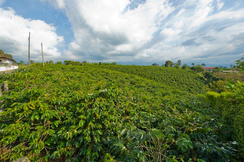 Cultivos de Cafe, Eje Cafetero, Quindio, Armenia, ...