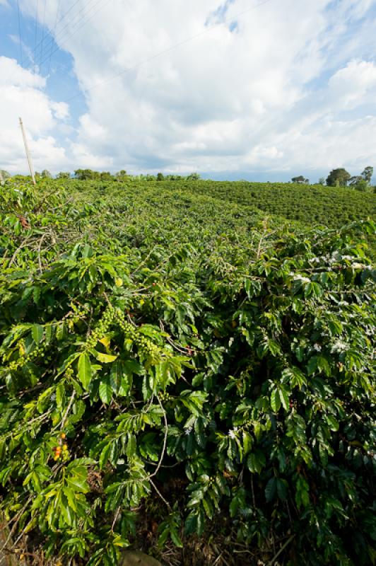 Cultivos de Cafe, Eje Cafetero, Quindio, Armenia, ...