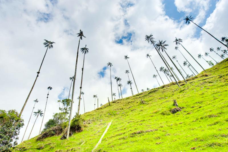 Valle del Cocora, Salento, Quindio, Armenia, Colom...