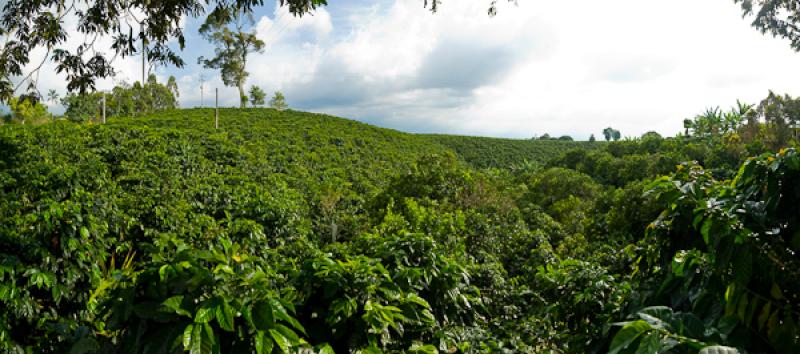 Cultivos de Cafe, Eje Cafetero, Quindio, Armenia, ...