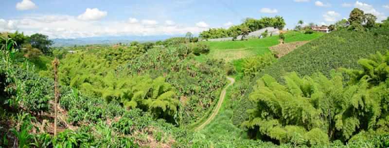 Paisaje del Eje Cafetero, Quindio, Armenia, Colomb...