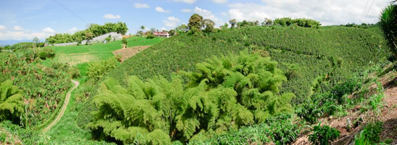 Paisaje del Eje Cafetero, Quindio, Armenia, Colomb...