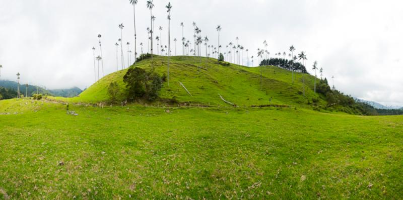 Valle del Cocora, Salento, Quindio, Armenia, Colom...