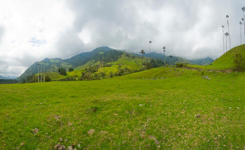 Valle del Cocora, Salento, Quindio, Armenia, Colom...