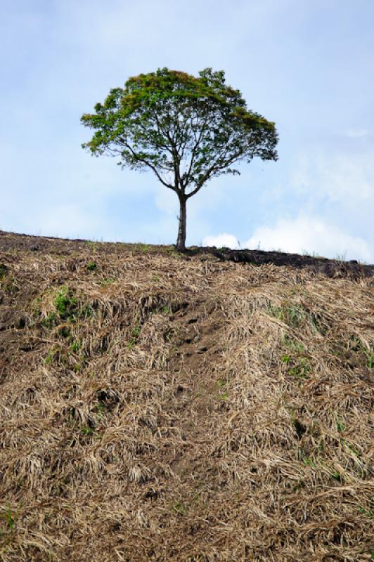 Cultivo de CaÃ±a de Azucar, Chinchina, Caldas, M...