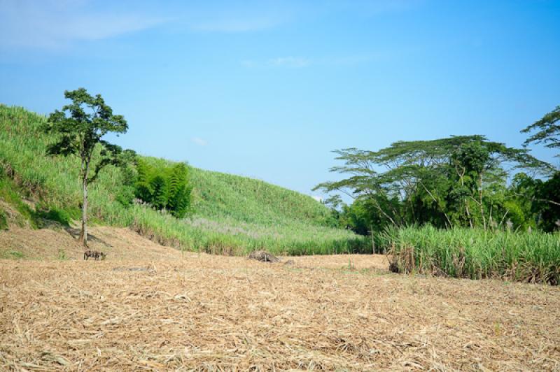 Cultivo de CaÃ±a de Azucar, Chinchina, Caldas, M...