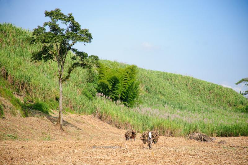 Cultivo de CaÃ±a de Azucar, Chinchina, Caldas, M...