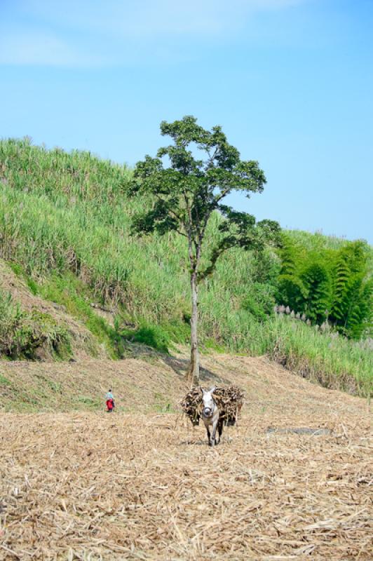 Cultivo de CaÃ±a de Azucar, Chinchina, Caldas, M...