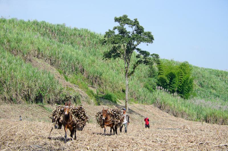 Cultivo de CaÃ±a de Azucar, Chinchina, Caldas, M...